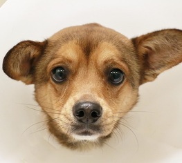 Chihuahua Dogs for adoption in Las Vegas, NV, USA