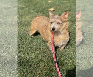 Norwich Terrier Dogs for adoption in Winter, WI, USA