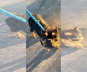 Free-Lance Bulldog Dogs for adoption in New York, NY, USA