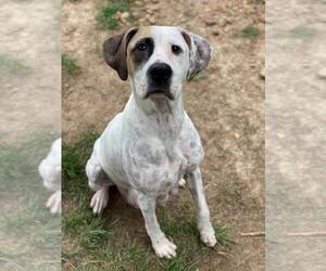 Dalmatian-Unknown Mix Dogs for adoption in Evansville, IN, USA