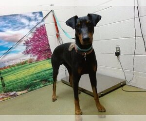 Doberman Pinscher Dogs for adoption in Moreno Valley, CA, USA