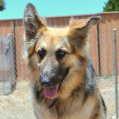 Malchi Dogs for adoption in Penngrove, CA, USA