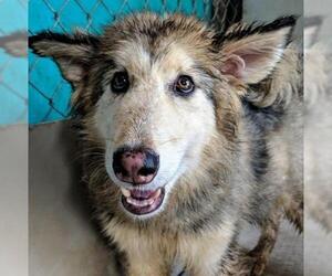 Alusky Dogs for adoption in El Cajon, CA, USA