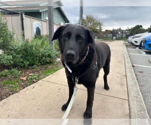 Shepradors Dogs for adoption in Santa Cruz, CA, USA