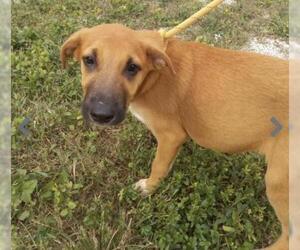 Mutt Dogs for adoption in Melbourne, FL, USA