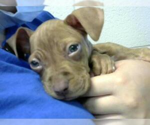 American Pit Bull Terrier Dogs for adoption in Fayetteville, NC, USA