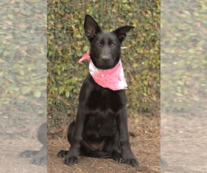 German Shepherd Dog Dogs for adoption in Dana Point, CA, USA