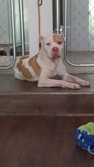 American Bulldog Dogs for adoption in Albany, NH, USA