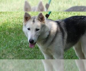Siberian Husky Dogs for adoption in Charlotte, NC, USA