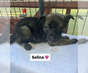 German Shepherd Dog-Unknown Mix Dogs for adoption in Brewster, NY, USA