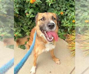 German Shepherd Dog-Unknown Mix Dogs for adoption in Sacramento, CA, USA