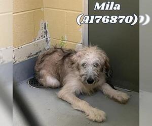 Briard-Unknown Mix Dogs for adoption in Tulsa, OK, USA