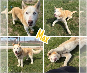 Siberian Husky-Unknown Mix Dogs for adoption in Pierceton , IN, USA