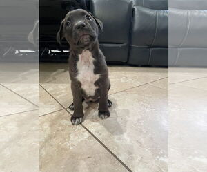 Labrador Retriever-Unknown Mix Dogs for adoption in The Woodlands, TX, USA