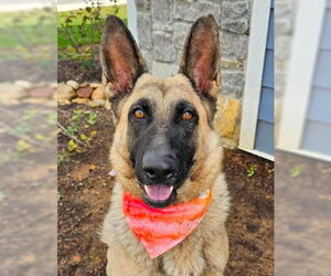 German Shepherd Dog Dogs for adoption in Mt. Airy, MD, USA