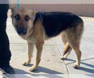 German Shepherd Dog Dogs for adoption in Corona, CA, USA