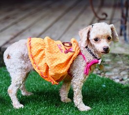 Poodle (Toy) Dogs for adoption in springfield, VA, USA