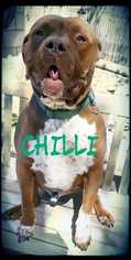 American Pit Bull Terrier-Dogue de Bordeaux Mix Dogs for adoption in Sylmar, CA, USA