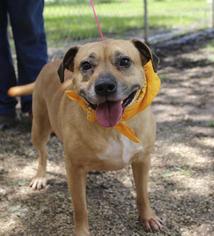 Black Mouth Cur-Unknown Mix Dogs for adoption in Houston, TX, USA