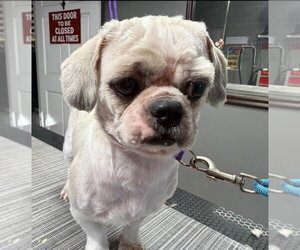 Shih Tzu Dogs for adoption in Osgood, IN, USA