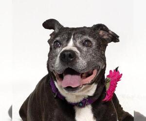 Mutt Dogs for adoption in Santa Maria, CA, USA