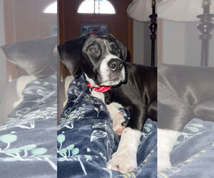 Labrador Retriever-Unknown Mix Dogs for adoption in Oakhurst, NJ, USA