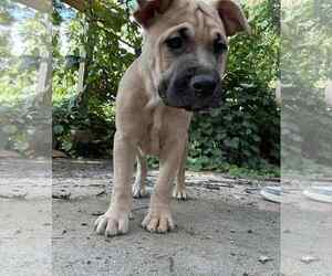 Mutt Dogs for adoption in Poplar Bluff, MO, USA