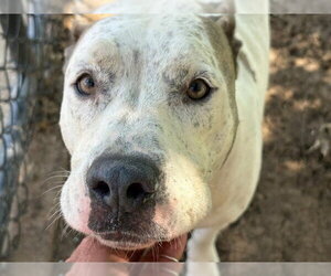 Mutt Dogs for adoption in Tulsa, OK, USA