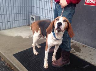 Small Treeing Walker Coonhound