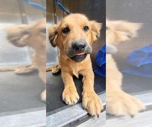 Golden Retriever Dogs for adoption in San Antonio, TX, USA