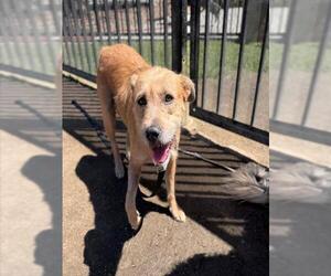 Mutt Dogs for adoption in Riverside, CA, USA