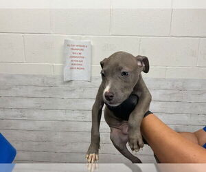 American Pit Bull Terrier Dogs for adoption in San Bernardino, CA, USA