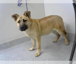 Labrador Retriever Dogs for adoption in Pasadena, TX, USA
