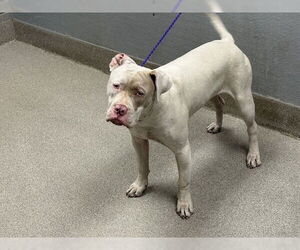 American Pit Bull Terrier-Unknown Mix Dogs for adoption in Las Vegas, NV, USA