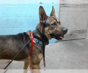 German Shepherd Dog Dogs for adoption in Downey, CA, USA