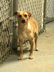Italian Greyhuahua Dogs for adoption in Reedsport, OR, USA