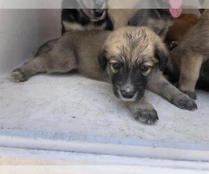 Golden Labrador Dogs for adoption in Houston, TX, USA