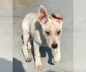 Red Heeler-Unknown Mix Dogs for adoption in Pleasanton, TX, USA