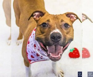 American Pit Bull Terrier-Unknown Mix Dogs for adoption in Lockport, NY, USA
