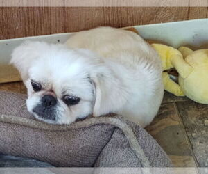 Pekingese Dogs for adoption in Oakdale, TN, USA