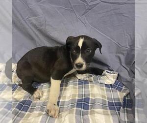 American Pit Bull Terrier-Labrador Retriever Mix Dogs for adoption in Modesto, CA, USA