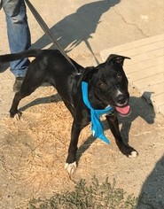 Borador Dogs for adoption in Chico, CA, USA