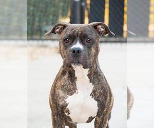 American Pit Bull Terrier Dogs for adoption in Derwood, MD, USA