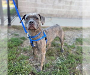 American French Bull Terrier Dogs for adoption in Boston, MA, USA