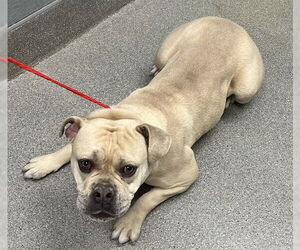 American Pit Bull Terrier-Unknown Mix Dogs for adoption in Las Vegas, NV, USA