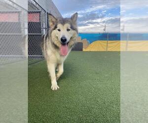 Alaskan Malamute Dogs for adoption in San Francisco, CA, USA