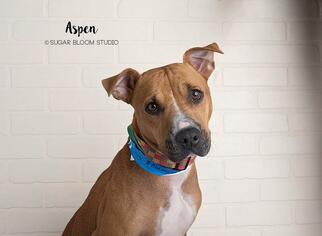 Black Mouth Cur-Unknown Mix Dogs for adoption in Littleton, CO, USA