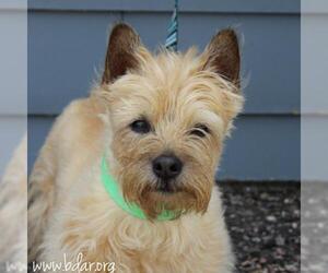 Cairn Terrier Dogs for adoption in Cheyenne, WY, USA