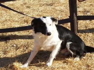 Border Collie Dogs for adoption in Vacaville, CA, USA
