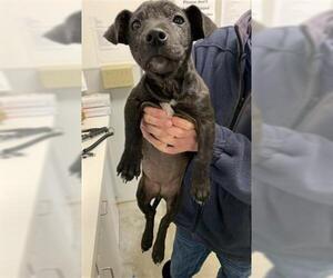 Dachshund Dogs for adoption in Rosenberg, TX, USA